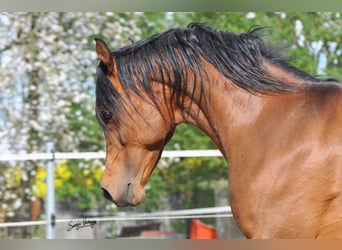 Volbloed Arabier, Hengst, 25 Jaar, 154 cm, Bruin