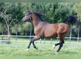 Volbloed Arabier, Hengst, 25 Jaar, 154 cm, Bruin