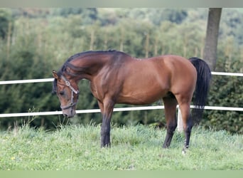 Volbloed Arabier, Hengst, 25 Jaar, 154 cm, Bruin