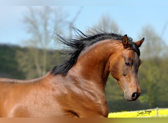 Volbloed Arabier, Hengst, 25 Jaar, 154 cm, Bruin