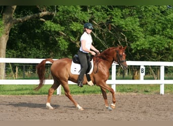 Volbloed Arabier, Hengst, 25 Jaar, 154 cm, Bruin