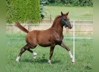 Volbloed Arabier, Hengst, 25 Jaar, 154 cm, Bruin