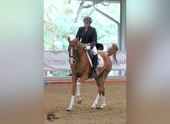 Arabian horses, Stallion, 26 years, 15 hh, Brown