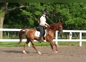 Vollblutaraber, Hengst, 26 Jahre, 154 cm, Brauner