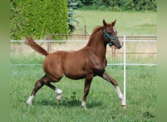 Vollblutaraber, Hengst, 26 Jahre, 154 cm, Brauner