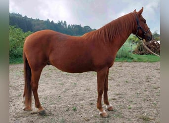 Karabach, Ruin, 9 Jaar, 150 cm, Vos