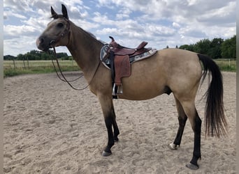 Karabagh Mix, Wallach, 6 Jahre, 150 cm, Buckskin