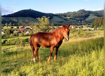 Karabagh, Wallach, 9 Jahre, 150 cm, Fuchs