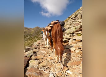 Karabagh, Wallach, 9 Jahre, 150 cm, Fuchs