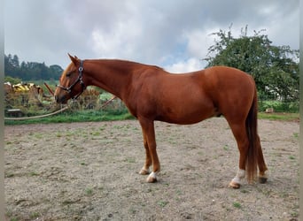 Karabagh, Wallach, 9 Jahre, 150 cm, Fuchs
