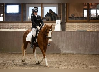 Karabaj Mestizo, Caballo castrado, 10 años, 149 cm, Alazán