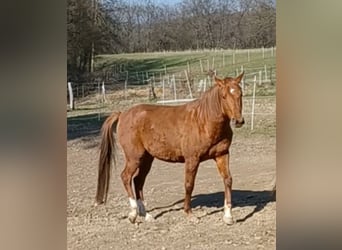 Karabaj, Caballo castrado, 5 años, 150 cm, Alazán