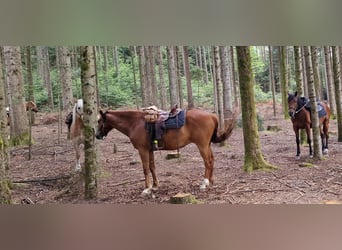 Karabakh, Gelding, 9 years, 14.2 hh, Chestnut-Red
