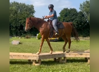 Karabakh, Gelding, 9 years, 14.2 hh, Chestnut-Red