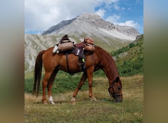 Karabakh, Hongre, 9 Ans, 150 cm, Alezan