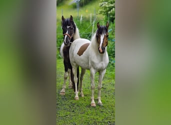 Karachai, Gelding, 3 years, 13.2 hh, Grullo