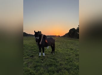 Karachai, Gelding, 4 years, 15.3 hh, Black