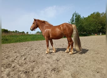 Karachai, Gelding, 7 years, 14.1 hh, Chestnut-Red