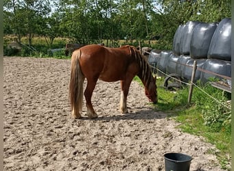 Karachai, Gelding, 7 years, 14.1 hh, Chestnut-Red