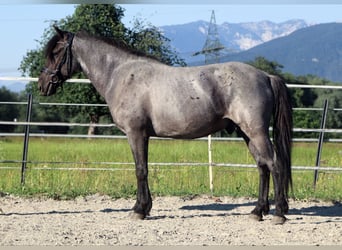 Karachai, Gelding, 7 years, 14.1 hh, Roan-Blue