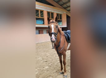 Karachai, Gelding, 7 years, 15,1 hh, Chestnut-Red