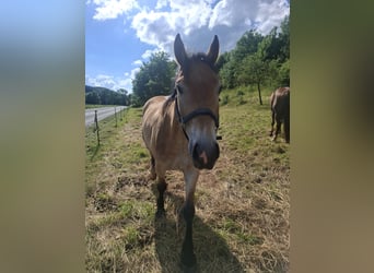 Karachai, Gelding, 7 years, 16.3 hh