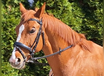 Karachai, Gelding, 8 years, 15.1 hh, Chestnut-Red