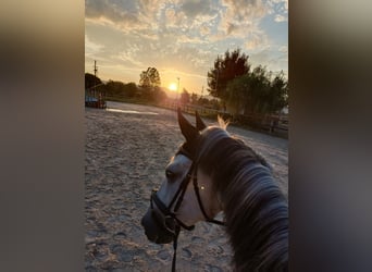 Karachai, Gelding, 9 years, 14,1 hh, Gray