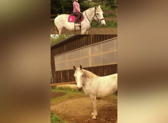 Karachai, Klacz, 10 lat, 155 cm, Siwa w hreczce