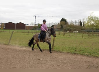 Karachai, Klacz, 4 lat, 145 cm, Gniadodereszowata