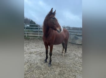 Karachai, Klacz, 5 lat, 140 cm, Gniada