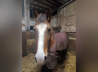 Karachai, Klacz, 5 lat, 140 cm, Gniada