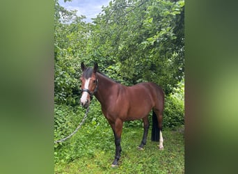 Karachai, Klacz, 7 lat, 145 cm, Gniada