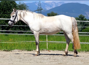 Karachai, Klacz, 7 lat, 145 cm, Siwa