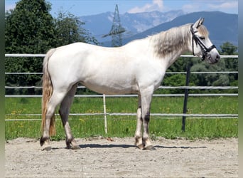 Karachai, Klacz, 7 lat, 145 cm, Siwa
