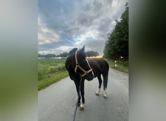 Karachai, Mare, 10 years, 14,1 hh, Black