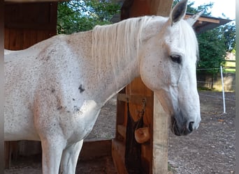 Karachai, Mare, 15 years, 14,2 hh, Grey-Fleabitten
