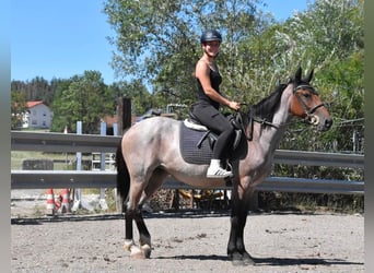 Karachai Mix, Mare, 3 years, 14.3 hh, Roan-Red