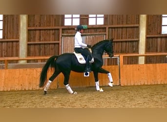 Karachai, Mare, 4 years, 16,1 hh, Black