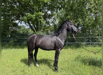 Karachai, Mare, 5 years, 13.2 hh, Black