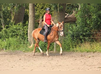 Karachai, Mare, 5 years, 14.1 hh, Chestnut-Red