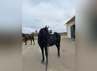 Karachai, Mare, 5 years, 14 hh, Black