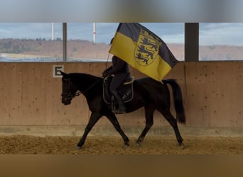 Karachai, Mare, 6 years, 13,3 hh, Bay-Dark