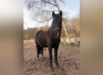 Karachai, Mare, 6 years, 14,2 hh, Smoky-Black