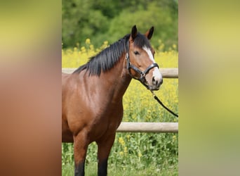 Karachai, Mare, 7 years, 14,1 hh, Brown