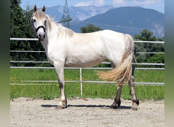 Karachai, Mare, 7 years, 14.1 hh, Grey