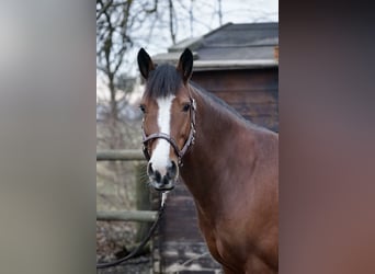 Karachai, Mare, 7 years, 14,1 hh, Brown
