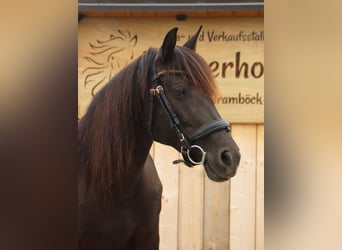 Karachai, Mare, 8 years, 13.2 hh, Black