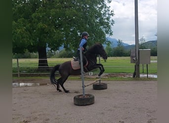 Karachai, Mare, 8 years, 13.2 hh, Black