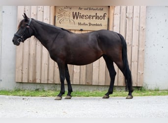 Karachai, Mare, 8 years, 13.2 hh, Black